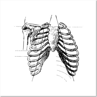 Ribcage bones Posters and Art